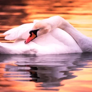 Čar večerne miline