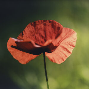 Svetloba prinaša razsvetlenje