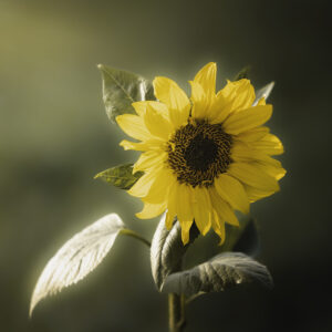 V tišini razvijem svojo moč