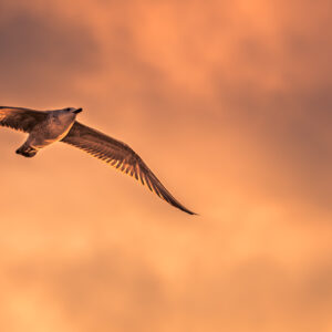 Letim visoko nad vsemi problemi